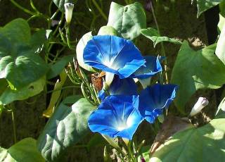 Kaiserwinde blaue Blüten