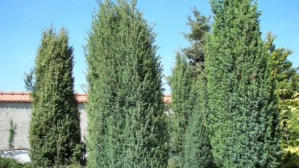 Juniperus communis 'Hibernica' Irischer Säulenwacholder