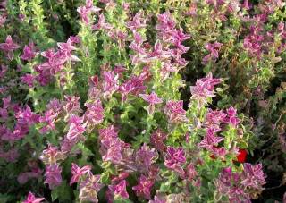 Salvia viridis 'Pink Sunday' Buntschopfsalbei