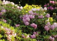 Rhododendronhybriden in Blüte