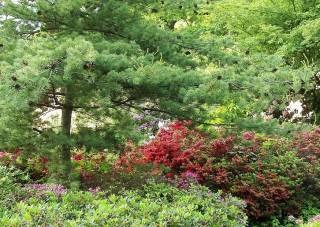 Kiefer zur Überpflanzung von Rhododendron und Azaleen
