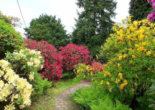 Verschiedenfarbige Rhododendron in einem Park