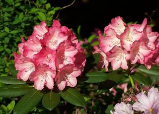 Rhododendron yakushimanum Hybriden