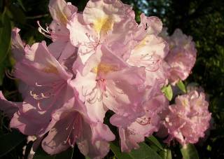 Rhododendron-Hybriden rosa Blüte