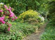 Pfad im Rhododendrongarten
