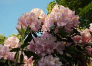 Rhododendron Hybride rosa Blüten