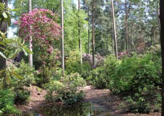 Rhododendren im Wald, lichter Schatten