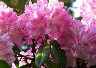 Rhododendron knallliges rosa