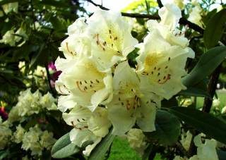 Gelber Rhododendron