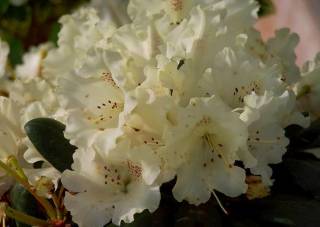 Rhododendron yakushimanum Marietta weissgelb