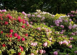 Hecke aus Rhododendron Catawbiense-Hybriden