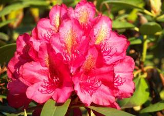 Rhododendron rote Blüte