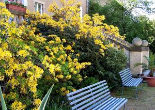 gelbe hohe Gartenazaleen