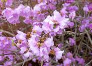 Rhododendron dauricum Blüten