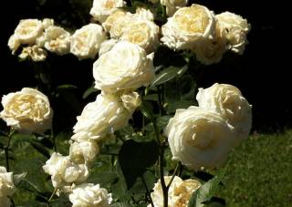 Isis weiße Floribunda-Grandiflora-Rose