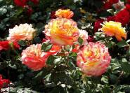 Rosa-orange Rosen