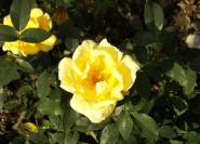 Gelbe Rose – Alte Liebe