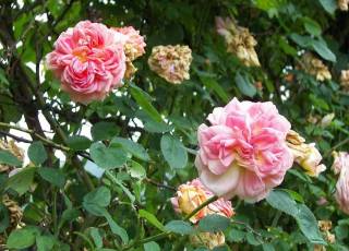 Alchymist Rose Blüten