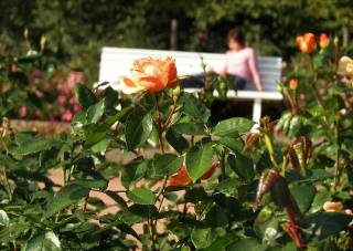 Rosensorte Bernstein im Garten