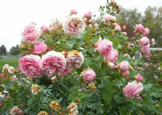 Larissa Rosensorte Blüten