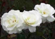 Evening Star, Weiße Rose