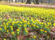 Gelbe Blüte der Winterlinge Eranthis hyemalis