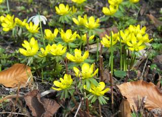 Gelbe Blüte der Winterlinge Eranthis hyemalis