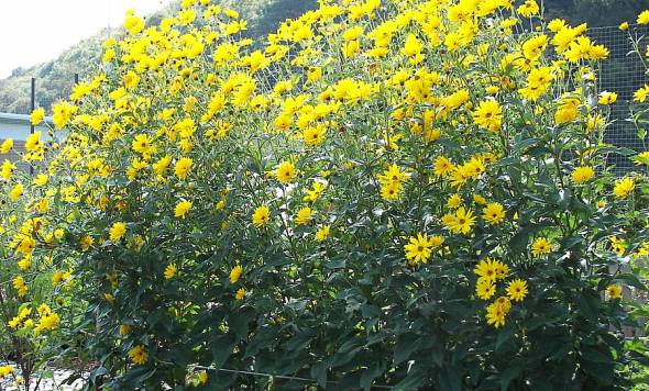 Helianthus rigidus die Armblütige Sonnenblume