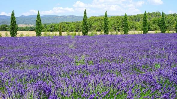 Hans Lavendelfeld in der Provence