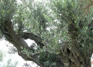 Alter Olivenbaum im Garten