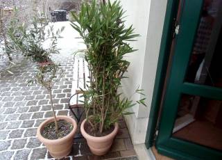 Olivenbäumchen Topfpflanze im Winter