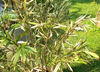 Nerium oleander mit Frostschaden