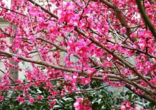 Rosa Blüte der Prunus mume
