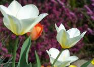 weiße Tulpen im Frühling