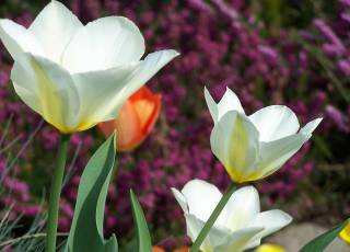 weiße Tulpen im Frühling