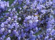 Duftpflanzen Lavendel
