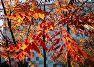 Indianersommer, buntes Herbstlaub das Lampionbaum