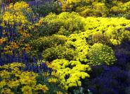 Blumenrabatte in Gelb und Blau, den Komplementärfarben