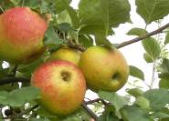 Gruener Boskoop alte Apfelsorte