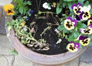 Umgekippte platte Stiefmütterchen im Blumenkübel