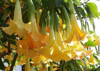 Engelstrompete mit duftenden gelben Blüten