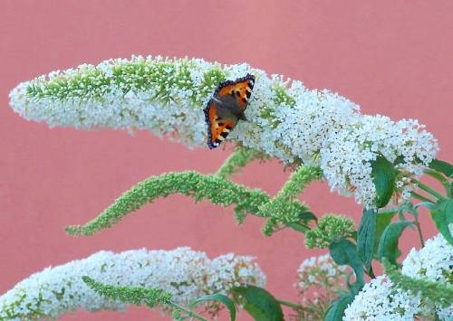Weisser Sommerflieder mit Schmetterling