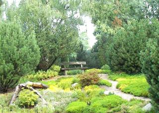 Heidegarten mit gelbem Ginster