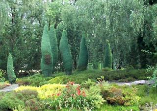 Heidegarten mit Säulenwacholder
