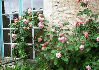 rosa Kletterrosen am Fenster