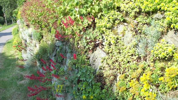 Trockenmauer mit Mauerpflanzen
