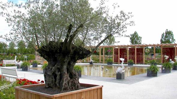 alter Olivenbaum im Kübel