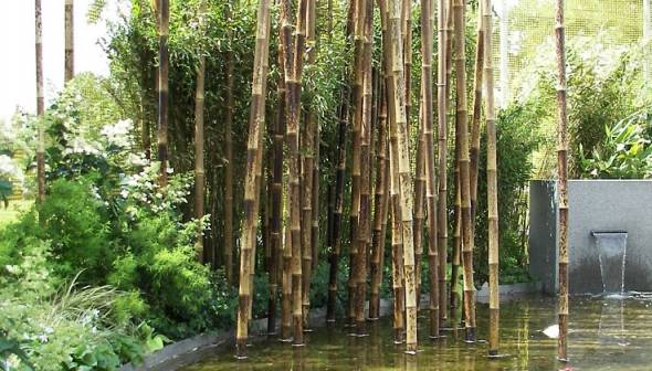 Wasser und Bambus
