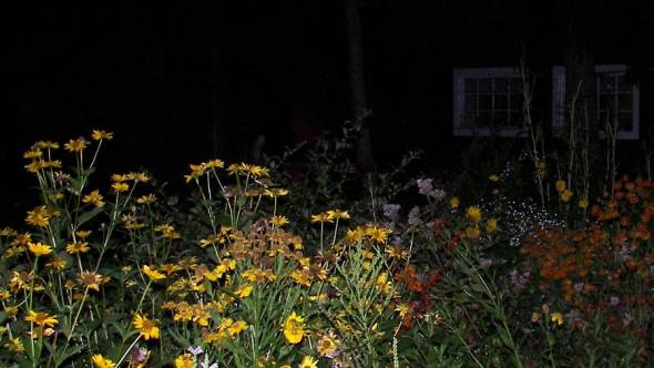 leuchtende gelbe Blüten in der Nacht