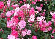 die schöne rosa blühende Buschrose Sorte Angela